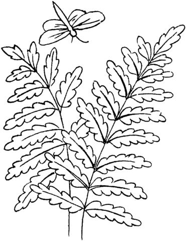 Fern Leaves And A Dragonfly Coloring Page